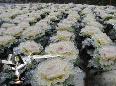 電伴熱帶應(yīng)用與蔬菜噴淋